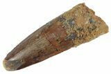 Fossil Spinosaurus Tooth - Real Dinosaur Tooth #367948-1